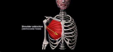 Pectoralis Major, Origin| Insertion| Actions Pectoralis, 55% OFF