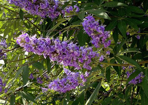 Chaste Tree Berry Vitex Agnus Castus Nutrawiki