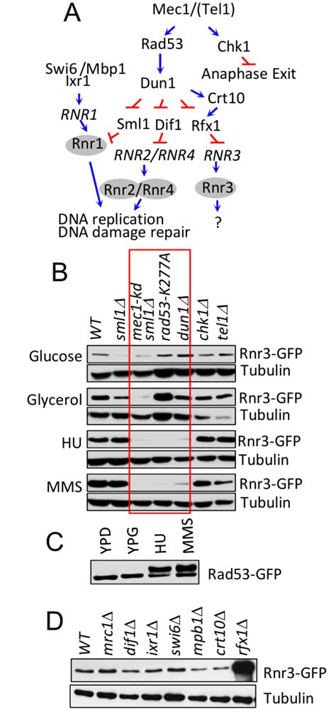 Mec1 Mediates The Carbon Source Dependent Induction Of Rnr3