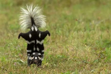 5 Different Types Of Skunks Nayturr
