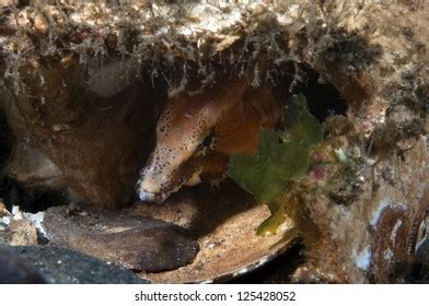 Grunt Sculpin Stock Photos and Pictures - 9 Images | Shutterstock