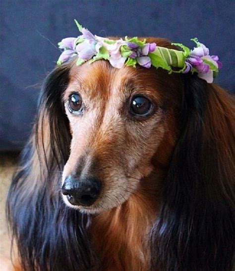 Dachshund With A Wreath Of Flowers Dachshund Love Weiner Dog Weenie