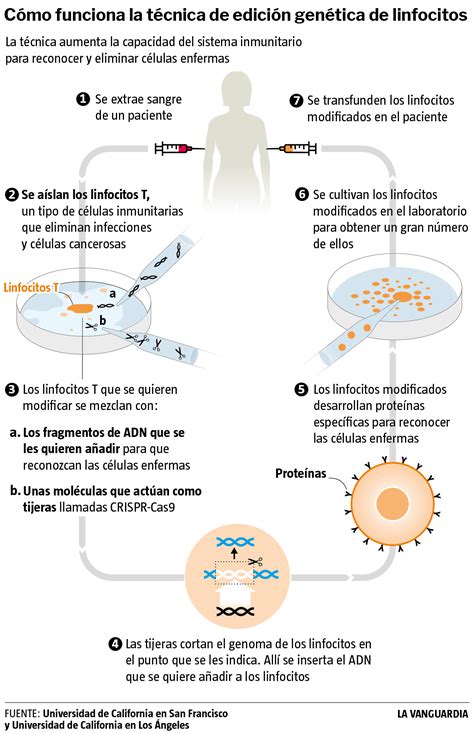 Descubren Por Qu Unos Pacientes De C Ncer Responden A La Inmunoterapia