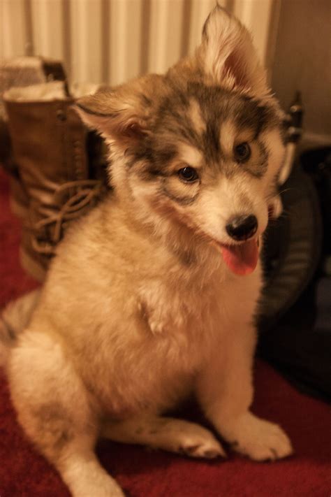 Adorable Three Legged Husky Puppy Husky Puppy Husky Puppies