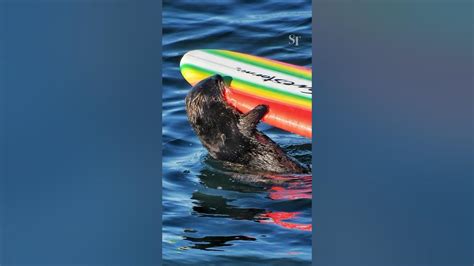 Sea Otter Steals Surfboards In Santa Cruz Us Youtube