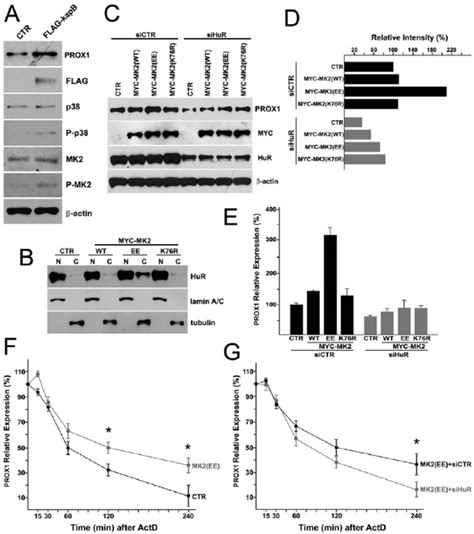 Mk2 Stimulated By Kaposin B Activates The Cytoplasmic Accumulation Of