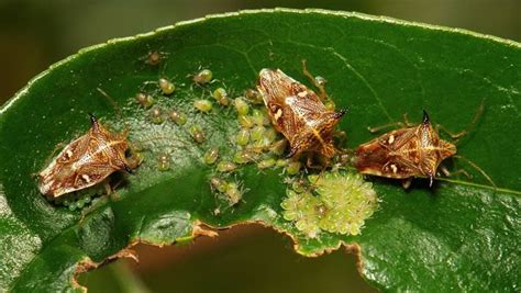 Parent Bugs Horned Shield Bugs These Ladies Will Stay With Their