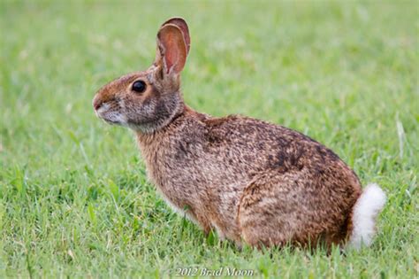 Cottontail Rabbits Genus Sylvilagus INaturalist