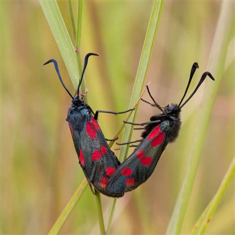 Zygaenidae Burnet Moths Bastardsv Rmare