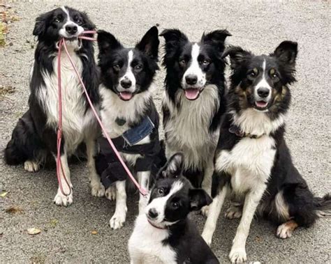 Tipos De Border Collie Descubre La Riqueza De Sus Variedades