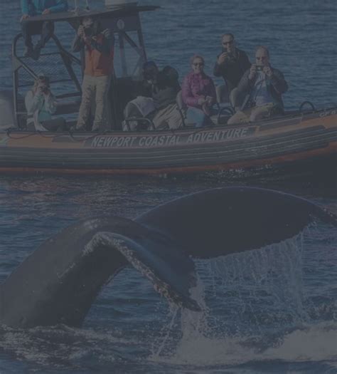 Newport Coastal Adventure | The Ultimate Whale Watching Adventure!