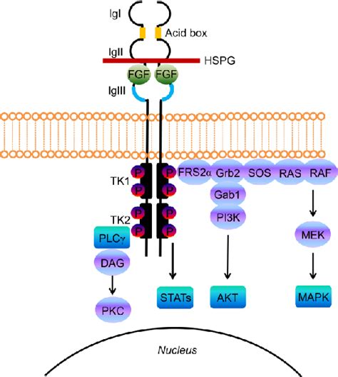 Figure From The Emerging Role Of The Fgf Fgfr Pathway In