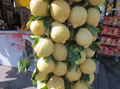 These Are Giant Lemons In Naples Italy William Pearson Flickr