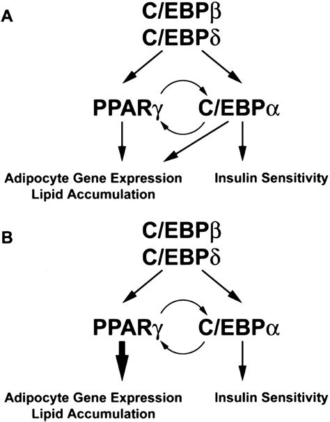 C EBPα induces adipogenesis through PPARγ a unified pathway