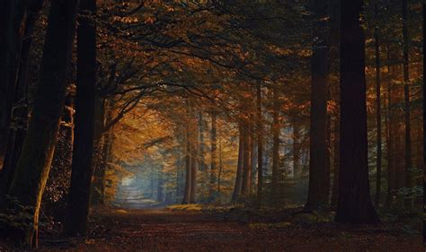 Sfondi Luce Del Sole Alberi Paesaggio Autunno Le Foglie Notte