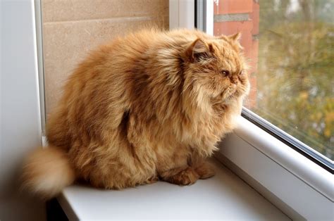 Fat cats: Half of all felines are too chonky, study says