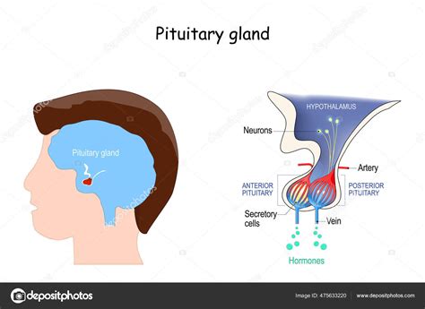 Anatom A Gl Ndula Pituitaria Hormonas Localizaci N Hip Fisis