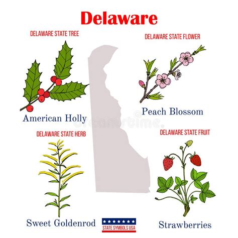 Delaware. Set of USA Official State Symbols Stock Vector - Illustration ...