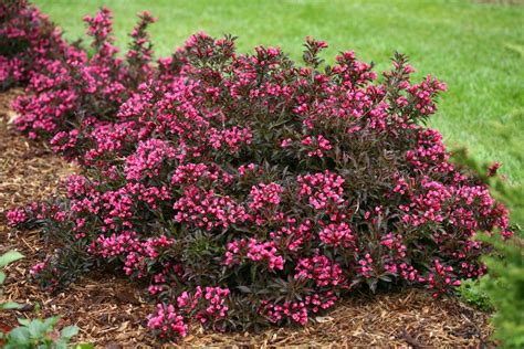 Top 10 Flowering Shrubs Flowering Bushes Birds And Blooms