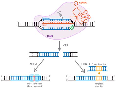 The Overview Of CRISPR Cas System Active Cas9 Enzyme Introduces A