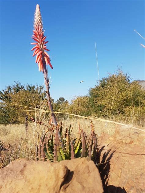 A Flower That Is Growing Out Of The Ground