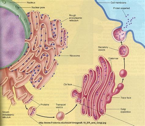 Labelled Diagram Of Golgi Apparatus