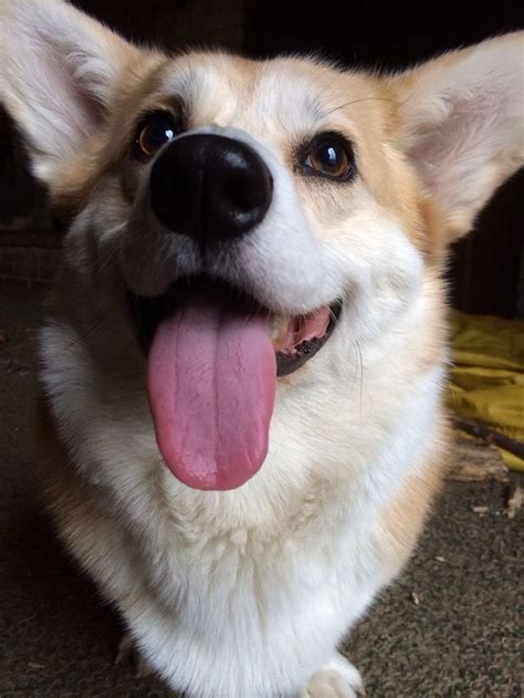 442 best images about Corgi cuteness!! on Pinterest | Corgi pups ...