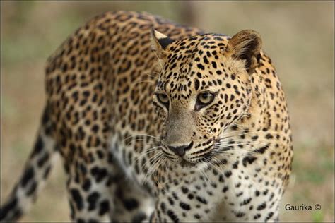 Sri Lankan Leopard Panthera Pardus Kotiya Lunugamveher Flickr