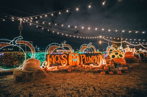 A Pumpkin Paradise Has Cropped Up In Central Chicago • Jack’s Pumpkin Patch