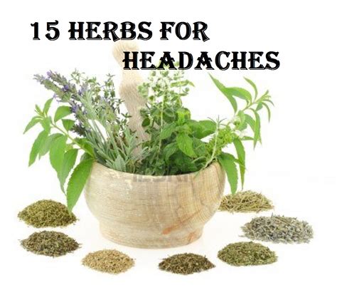 Herbs To Help With Migraines At Ray Bell Blog