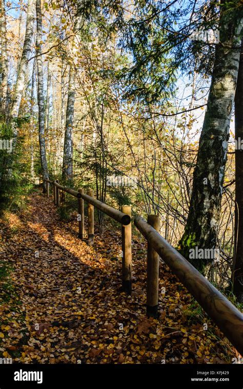 Sunny Morning In The Woods Forest With Tree Trunks Sun And Rays Of