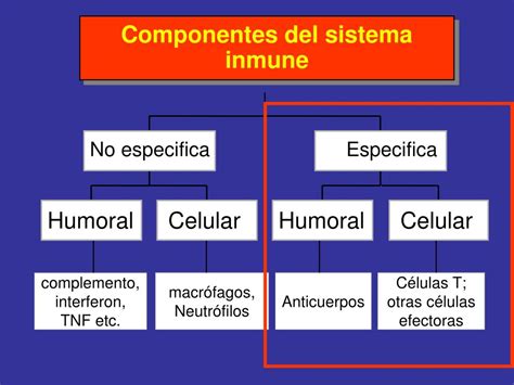 Inmunidad Humoral Y Celular