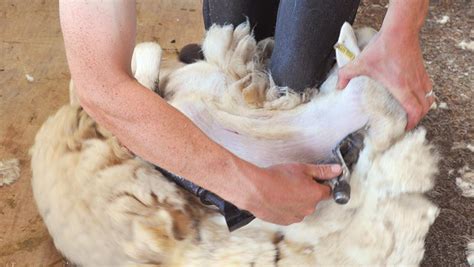 Video Step By Step Guide To Best Sheep Shearing Technique Farmers Weekly