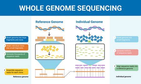 Whole Genome Sequencing | Sequencing.com