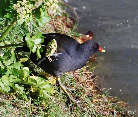 Gallinule Poule Deau Gallinula Chloropus Laurent Carrier Ornithologie