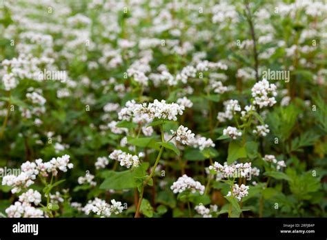 White Buckwheat Flowers During Flowering In An Agricultural Field