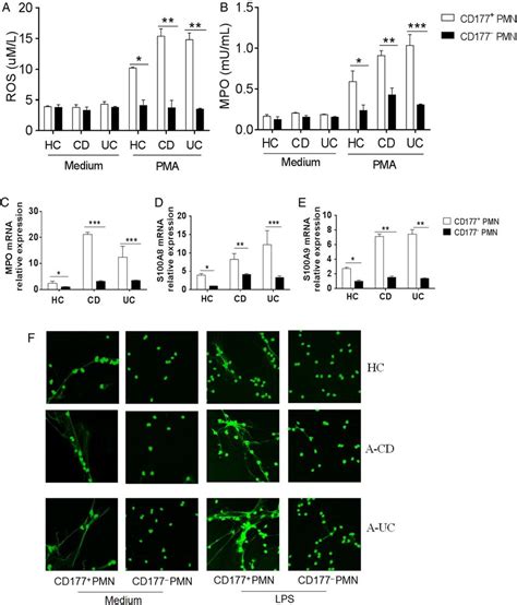 Cd177 Neutrophils Release More Reactive Oxygen Species Ros Mpo Download Scientific