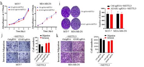 Adar1 Promotes Breast Cancer Cell Proliferation Migration And Invasion Download Scientific