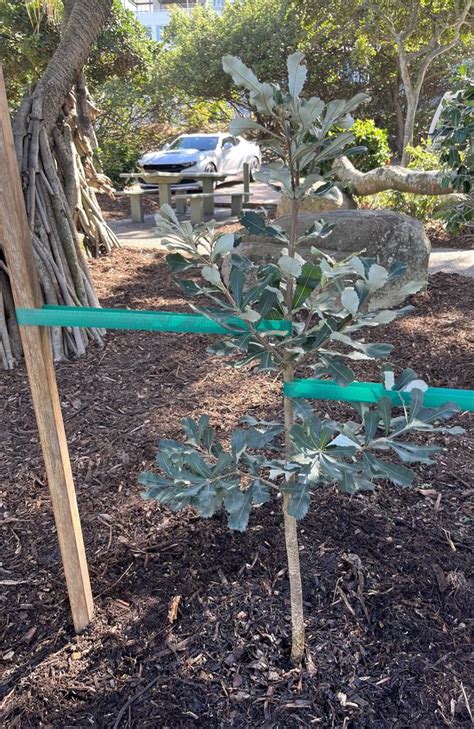 Tribute Memorial Tree Planted For Brisbane Resident Lucinda Mcgrath