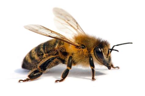 Detail Of Bee Or Honeybee In Latin Apis Mellifera European Or Western