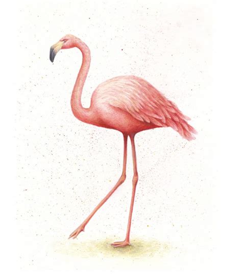 How To Draw A Flamingo With Watercolor And Colored Pencils