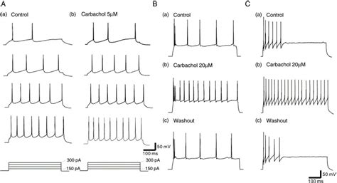 Spatio Temporal Cholinergic Modulation In Cultured Networks Of Rat