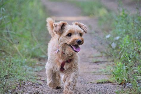 Formas De Saber Si Un Yorkie Es Adecuado Para Ti Con Mis Mascotas