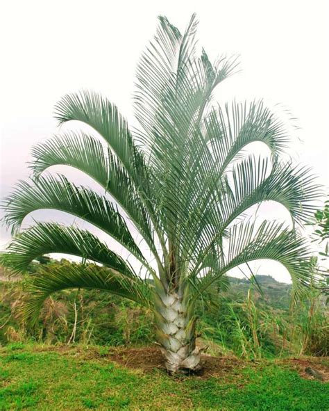 Dypsis Decaryi Triangle Palm Nature Nursery Central India S Biggest