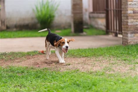 Beagle Cachorrinho Bonito Correndo E Brincando A Bola Foto Premium