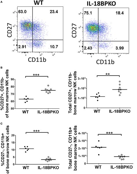 Frontiers Interleukin Il Binding Protein Deficiency Disrupts