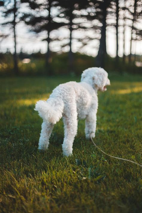 A Dog Playing Outdoors With A Toy · Free Stock Photo