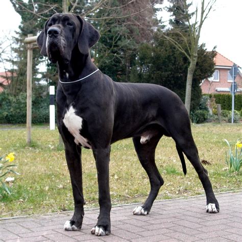 Great Dane Wallpapers, Pictures, Images