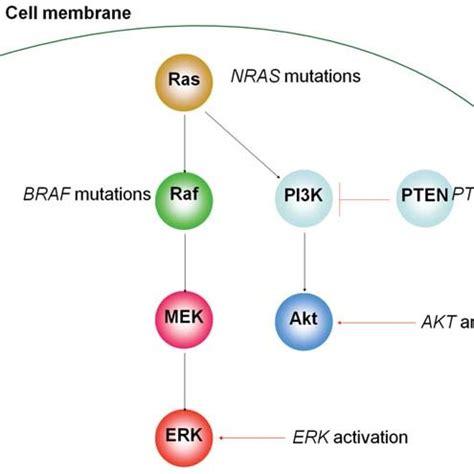 Effects Of PTEN Deletion On PI3K Akt And Raf MEK ERK Activation In