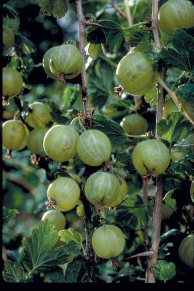 Pixwell Gooseberry Prairie Gardens